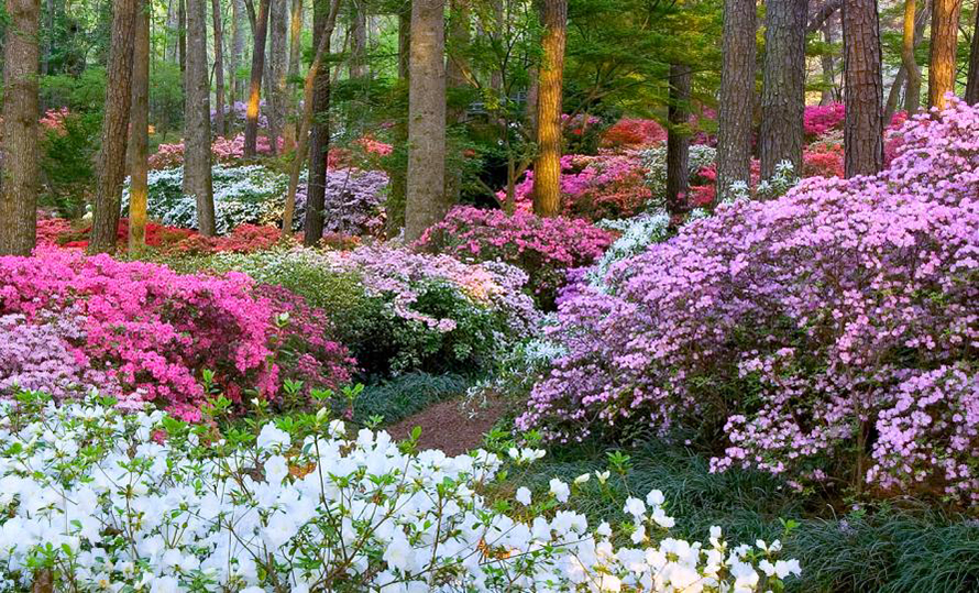 Azalea Bowl